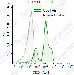 Anti-CD24 Antibody-PE (91)