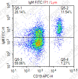 Anti-IgM Antibody-FITC (1C8)
