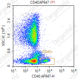 Anti-CD40 Antibody-AF647 (3A8)