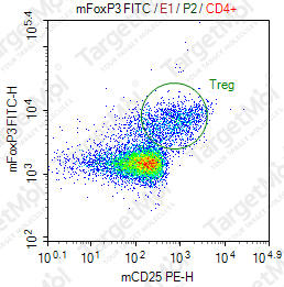 Anti-FOXP3 Antibody-FITC (3G3)