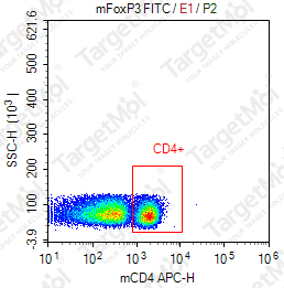 Anti-FOXP3 Antibody-FITC (SB168a)