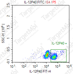 Anti-IL-12p40 Antibody-FITC (ABT-874)
