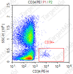 Anti-CD34 Antibody-PE (4H11)