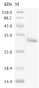 GPX3 Protein, Human, Recombinant (U73C, His)