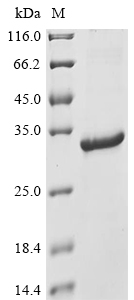 Frataxin/FXN Protein, Human, Recombinant (His & Myc)