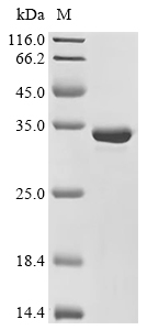 hpaA Protein, Helicobacter pylori, Recombinant (His)