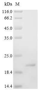 ALKAL2 Protein, Human, Recombinant (His & Myc)