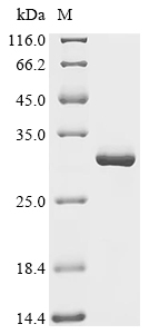 PRDX1 Protein, Human, Recombinant (His)