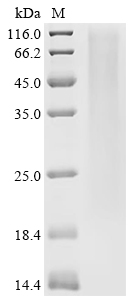 Gel4 Protein, Neosartorya fumigata, Recombinant (His)