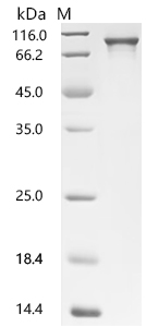 LOXL4 Protein, Mouse, Recombinant (His)