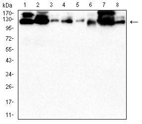 Anti-C-CBL Monoclonal Antibody (6U797)