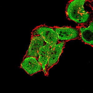 Anti-GRM7 Monoclonal Antibody (2S665)