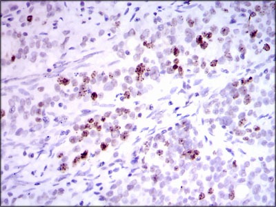 Anti-INCENP Monoclonal Antibody (7L525)