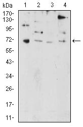 Anti-PRDM5 Monoclonal Antibody (3B31)