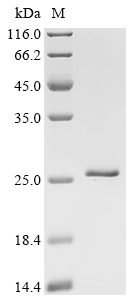 SLC7A5 Protein, Human, Recombinant (His & Myc & SUMO)