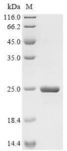Elastin Protein, Mouse, Recombinant (His)
