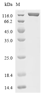 ENPP3 Protein, Cynomolgus, Recombinant (His)