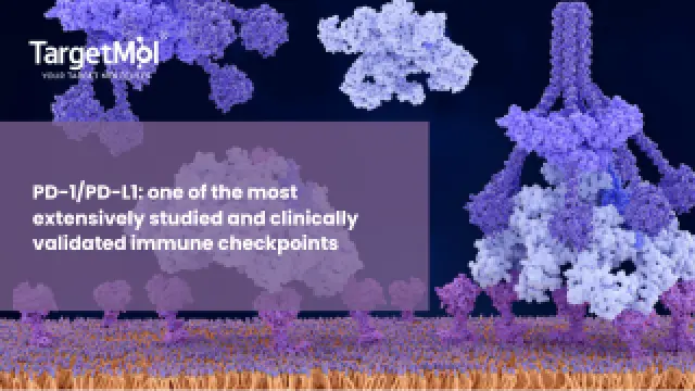 Recommended Reading | PD-1/PD-L1: one of the most extensively studied and clinically validated immune checkpoints