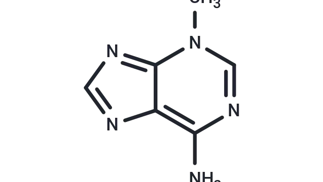 TargetMol—Natural Product—3-Methyladenine (Cat. No. T1879, CAS. 5142-23-4), Switches that regulate autophagy flux