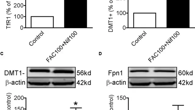 [TargetMol Star Molecule] - Nifedipine: A Key Tool for Exploring Calcium Channel Blockade and Multiple Cellular Signal Regulation