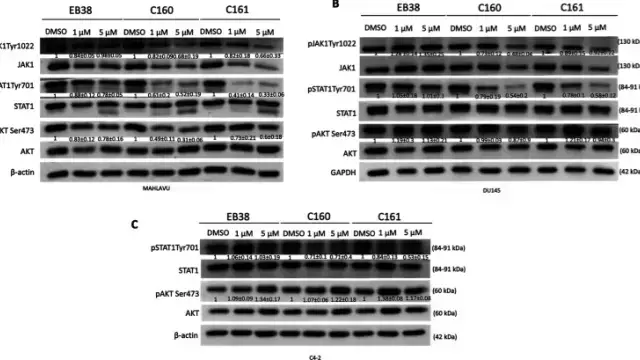 [TargetMol Featured Molecule] - Biotin: A Key Cofactor and Labeling Tool for Lipid Metabolism and Cell Signaling Regulation