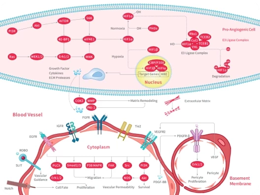 Inhibitors & Agonists