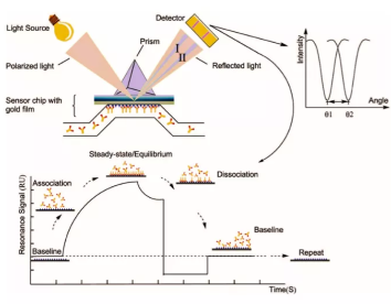 TargetMol | Molecular Docking Workfolw